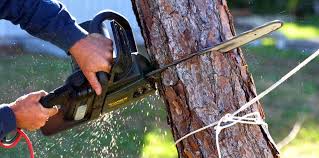 Best Hazardous Tree Removal  in Stockton, IL